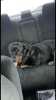 Rottweiler Puppies for sale in Killeen-Temple-Fort Hood, TX, TX, USA. price: NA