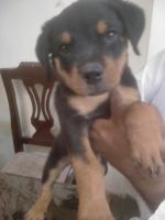 Rottweiler Puppies for sale in Bhojpur, Madhya Pradesh 464551, India. price: 15000 INR