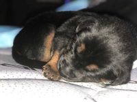 Rottweiler Puppies for sale in Oakland Park, FL 33311, USA. price: NA