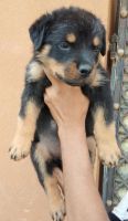 Rottweiler Puppies for sale in Bhiwadi, Rajasthan, India. price: 16000 INR