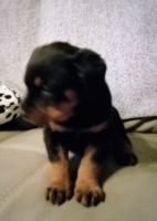 Rottweiler Puppies for sale in Butner, NC 27509, USA. price: NA