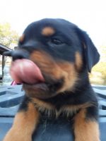 Rottweiler Puppies for sale in LITTLE HOCKNG, OH 45742, USA. price: NA