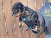 Rottweiler Puppies for sale in Visalia, CA, USA. price: NA