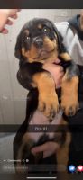 Rottweiler Puppies for sale in Burbank, IL, USA. price: NA