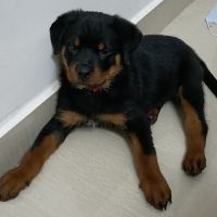 Rottweiler Puppies for sale in Visakhapatnam, Andhra Pradesh, India. price: 25000 INR