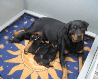 Rottweiler Puppies for sale in St Marys, WV 26170, USA. price: NA