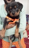 Rottweiler Puppies for sale in Kukatpally, Hyderabad, Telangana, India. price: 40000 INR