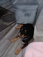 Rottweiler Puppies for sale in Katy, TX 77494, USA. price: NA