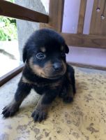 Rottweiler Puppies for sale in Ranchi, Jharkhand, India. price: 20000 INR