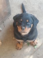 Rottweiler Puppies for sale in Woodland, CA, USA. price: NA