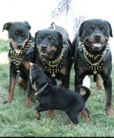 Rottweiler Puppies for sale in Mather, CA 95655, USA. price: NA