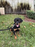 Rottweiler Puppies for sale in Miami, FL 33150, USA. price: NA