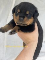 Rottweiler Puppies for sale in Asheboro, NC 27205, USA. price: NA