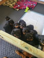 Rottweiler Puppies for sale in Stockbridge, GA, USA. price: NA