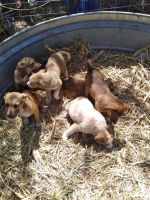 Rottweiler Puppies for sale in Abilene, TX, USA. price: NA