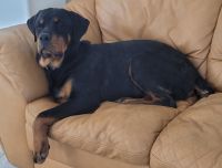 Rottweiler Puppies for sale in 1107 Cadiz Ave, Henderson, NV 89015, USA. price: NA
