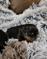 Rottweiler Puppies for sale in 1816 Poplar St, Amarillo, TX 79107, USA. price: NA