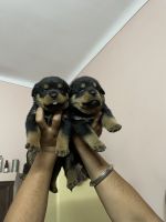 Rottweiler Puppies for sale in Kaimganj, Uttar Pradesh 209502, India. price: 10000 INR