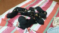 Rottweiler Puppies for sale in Chandauli, Uttar Pradesh 232104, India. price: 18000 INR
