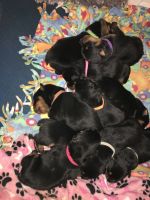 Rottweiler Puppies for sale in Victorville, CA, USA. price: NA