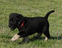 Rottweiler Puppies for sale in Rhome, TX, USA. price: NA