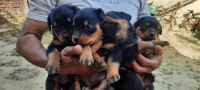 Rottweiler Puppies for sale in Sasni, Uttar Pradesh, India. price: 1012 INR