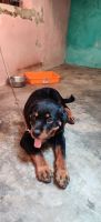 Rottweiler Puppies for sale in Chennai, Tamil Nadu, India. price: 25000 INR