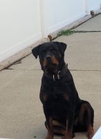 Rottweiler Puppies for sale in 48186 Floodwater Flat Rd, Westland, MI 48186, USA. price: NA