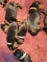 Rottweiler Puppies for sale in Winnemucca, NV 89445, USA. price: NA