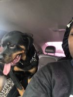 Rottweiler Puppies for sale in Atlanta, GA, USA. price: NA