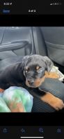 Rottweiler Puppies for sale in Turbotville, PA 17772, USA. price: NA
