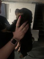 Rottweiler Puppies for sale in Lansing, MI 48917, USA. price: NA