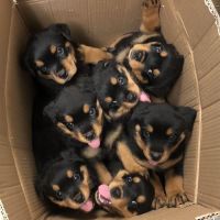 Rottweiler Puppies for sale in Fatehgarh Churian, Punjab, India. price: 18000 INR