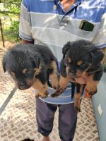 Rottweiler Puppies for sale in Pune, Maharashtra, India. price: 15000 INR