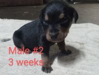 Rottweiler Puppies for sale in Marble Hill, MO 63764, USA. price: NA