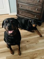 Rottweiler Puppies for sale in Moncks Corner, SC 29461, USA. price: NA
