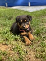 Rottweiler Puppies for sale in Brandon, MS, USA. price: NA
