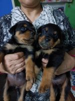 Rottweiler Puppies for sale in Mughalsarai Railway Settlement, Uttar Pradesh 232101, India. price: 15000 INR