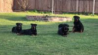 Rottweiler Puppies for sale in Fort Worth, TX 76123, USA. price: NA