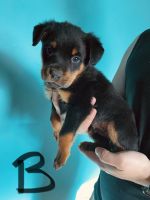 Rottweiler Puppies for sale in Gilmore City, IA 50541, USA. price: NA