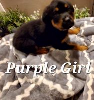 Rottweiler Puppies for sale in West St Paul, MN 55118, USA. price: NA