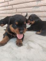 Rottweiler Puppies for sale in Kardhani Govindpura, Jaipur, Rajasthan 302012, India. price: 18000 INR