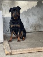 Rottweiler Puppies for sale in San Fernando, CA, USA. price: NA