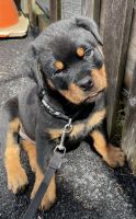 Rottweiler Puppies for sale in Newman Springs Rd, Middletown Township, NJ, USA. price: NA