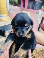 Rottweiler Puppies for sale in Alappuzha, Kerala, India. price: 40000 INR