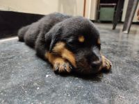 Rottweiler Puppies for sale in Perumbavoor, Kerala, India. price: 15000 INR