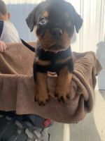 Rottweiler Puppies for sale in Oakwood, OH 45873, USA. price: NA