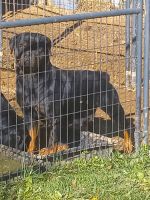 Rottweiler Puppies for sale in Elkton, VA 22827, USA. price: NA