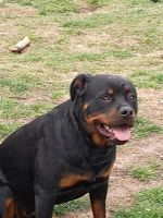 Rottweiler Puppies for sale in Pekin, IL, USA. price: NA