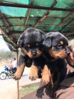 Rottweiler Puppies for sale in Rewa, Madhya Pradesh, India. price: 15000 INR